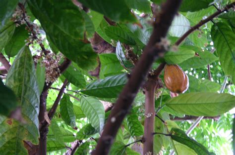 Theobroma Cacao Taken At The New York Botanical Gardens In Flickr