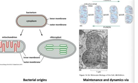 Cell Bio Mitochondria Chloroplast And Peroxisome Targeting