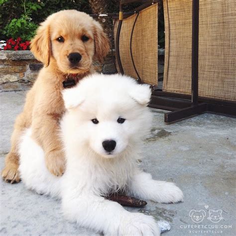 79 Golden Retriever Samoyed Puppies L2sanpiero