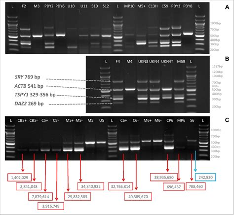 Figure From Fetal Nucleated Red Blood Cells Preferable Than Cell Free