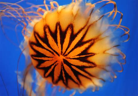 Photographing Jellyfish And Their Underwater Ballet