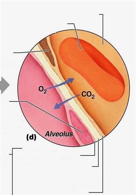 Alveoli And Capillaries Diagram Quizlet