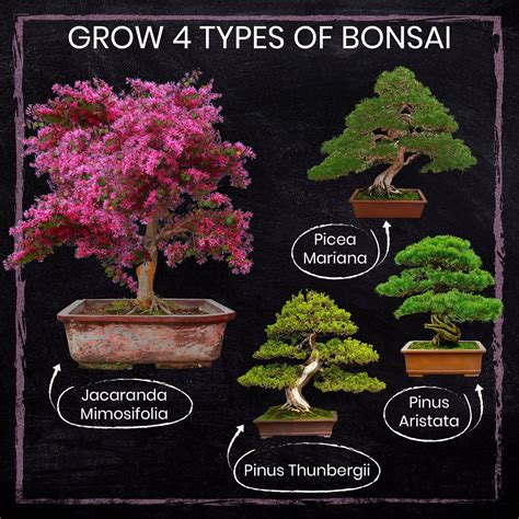 How To Grow A Bonsai Tree The Steps To Bonsai Success Imperial Bonsai