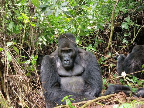 Everything You Need To Know For Gorilla Trekking In Kahuzi Biega