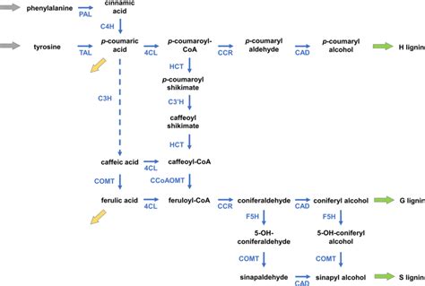 Putative lignin biosynthesis pathway in Brachypodium distachyon. Inputs... | Download Scientific ...