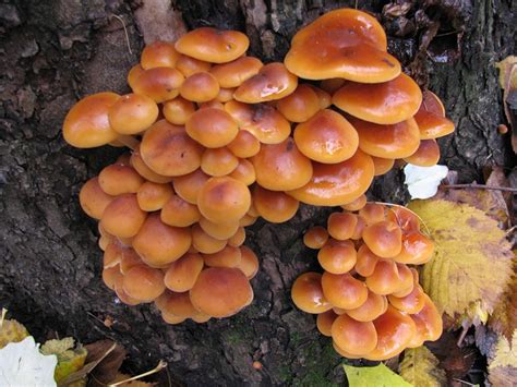 Опенок зимний (Flammulina velutipes)