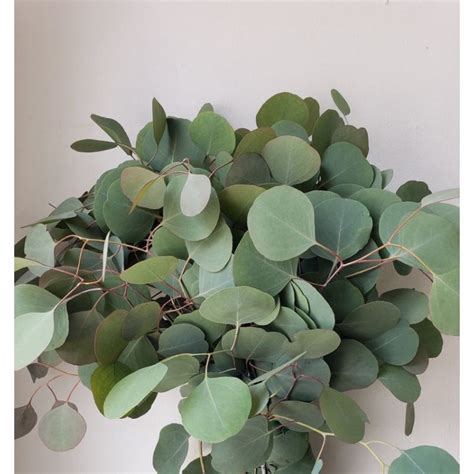 Jual Promo Daun Eucalyptus Populus Segar Daun Potong Segar Shopee