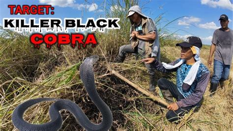 Kamatayan Sa Itim Na Cobra Ng Cagayan Youtube