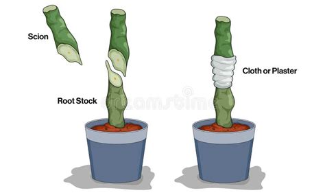 Illustration Of Grafting Technique On White Background Demonstrating