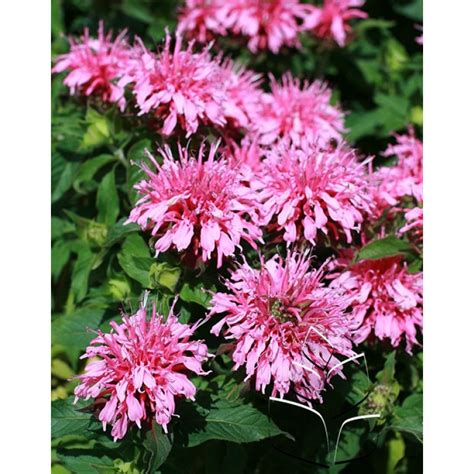 Купить Монарда двойчатая Balmy Pink - Монарда - GardenPlants