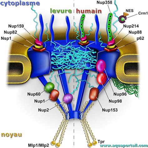 Nucl Oporine D Finition Et Explications