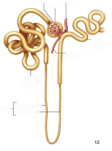 Nephron Diagram Quizlet