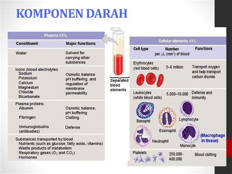 Tabel Komponen Darah