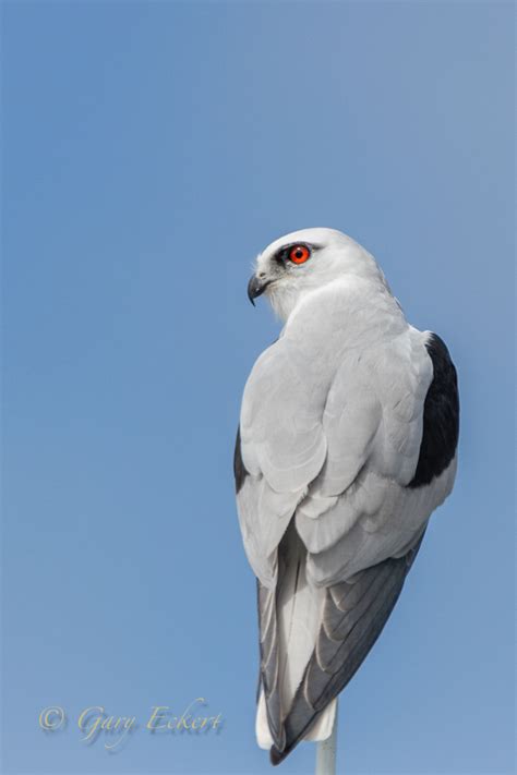 Black Shouldered Kite Birdforum
