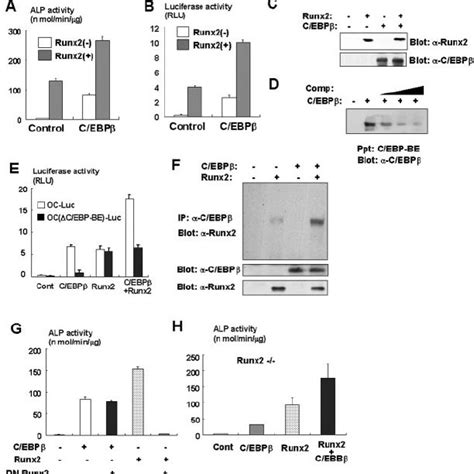 C Ebp Expression Associated With Osteoblastogenesis Expression Of