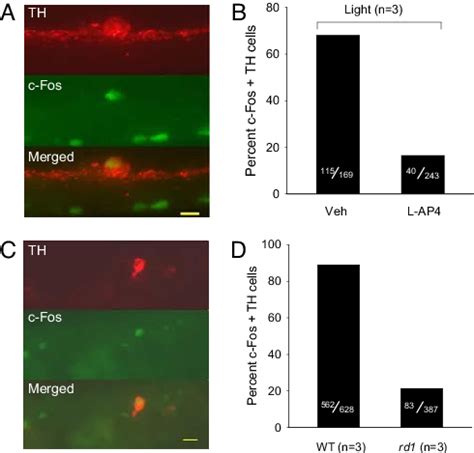 Light Induced C Fos Gene Expression Of Da Neurons In Vivo A And B