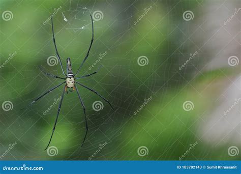 The Giant Wood Spider Stock Image Image Of Large Black 183702143