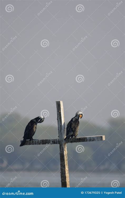 Great Cormorant in Breeding Plumage Stock Image - Image of newspaper ...