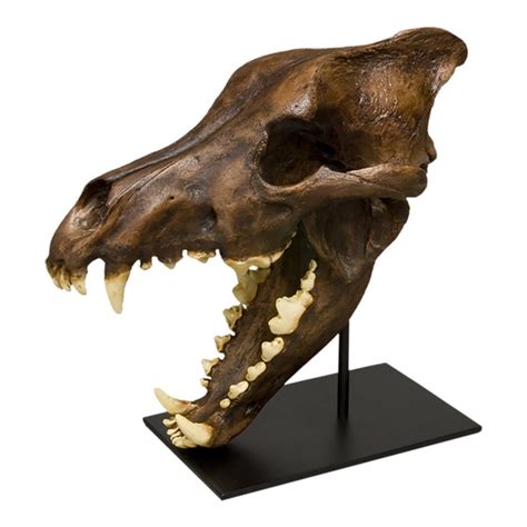 Replica Dire Wolf Skull For Sale – Skulls Unlimited International, Inc.