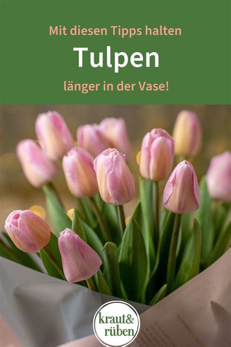 Tulpen Pflege So halten Tulpen länger in der Vase en 2024