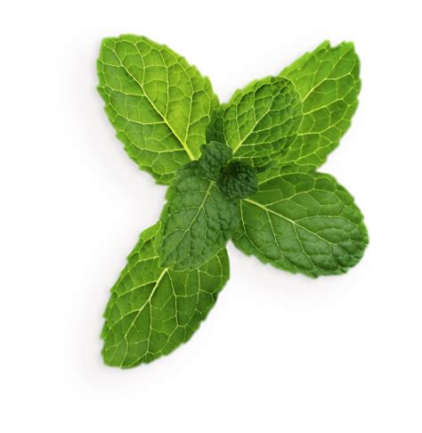 Peppermint Transparent | PNG All