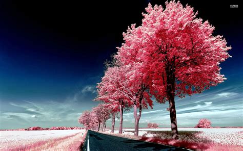 Pink Tree Wallpaper Wallpapersafari