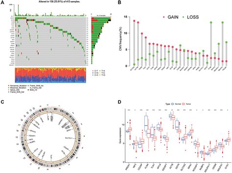 Comprehensive Analysis Of Scrna Seq And Bulk Rna Seq Reveal The