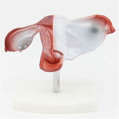 Weibliches Uterus Eierstockmodell Menschliches Anatomisches