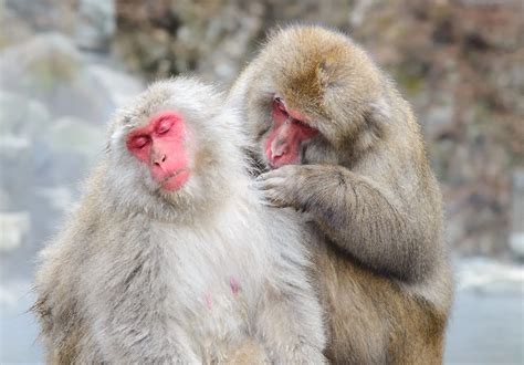 The city where wild monkeys are attacking dozens of residents