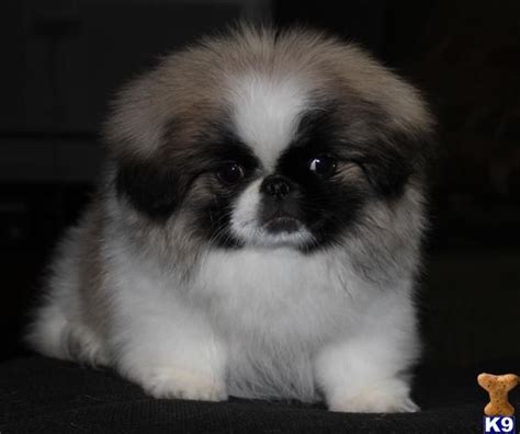 Pekingese Puppy For Sale Akc Ch Ln Pekingese 10 Years Old Artofit