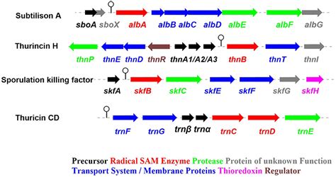 Frontiers Current Advancements In Sactipeptide Natural Products