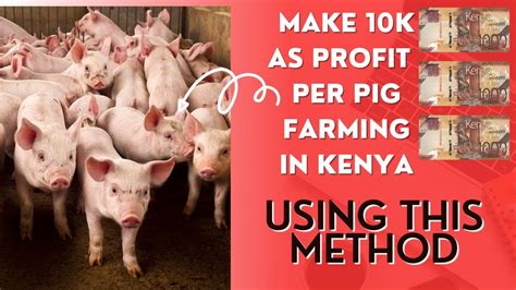 Pig Feeding Costs Vs Selling Prices Comparison How Much Money You