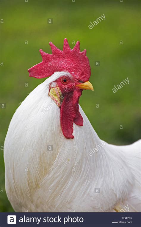 White Leghorn High Resolution Stock Photography And Images Alamy