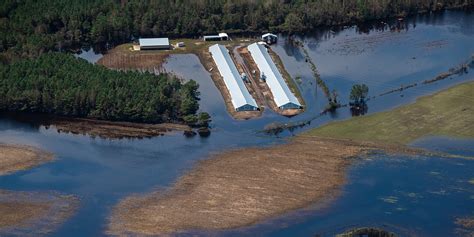 How does animal agriculture pollute water? | Farm Forward