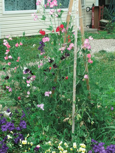 H T Gi Ng Hoa U Th M Mix H T Gi Ng Nga Si U Hot