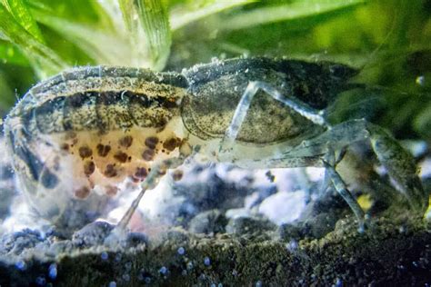 Blue Crayfish Eggs