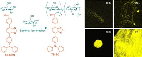 Biological Synthesis And Process Monitoring Of An Aggregation Induced