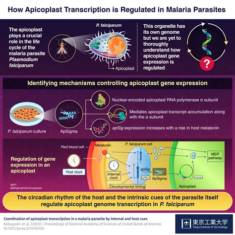 Understanding The Regulation Of Apicoplast Gene Expression In The Malaria Parasite