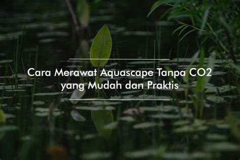 Cara Merawat Aquascape Tanpa CO2 Aquair Indonesia