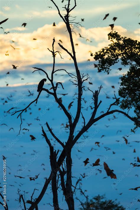 Raptor Waiting To Hunt Kasanka Bat Migration Kasanka National Park