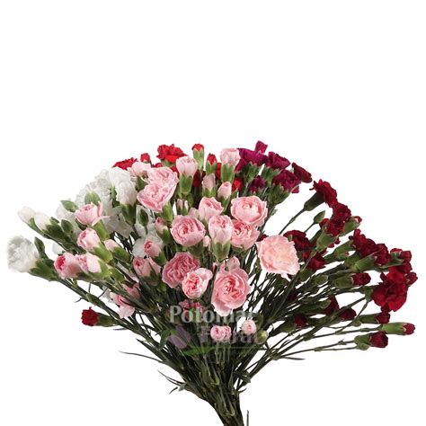 Mini Carnation Assorted Colors Potomac Floral Wholesale