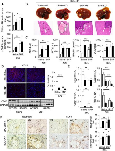 Effect Of NO Donor On BDL Induced Liver Injury In WT And Cygb Mice