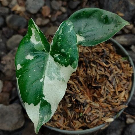 Jual Tanaman Hias Sente Variegata Alocasia Macrorriza Varigata