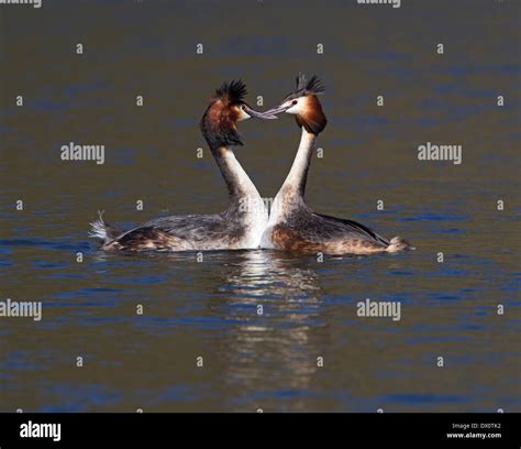 Great Crested Grebe Courtship Display Stock Photo Alamy