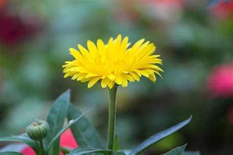 Chrysantheme Blume Garten Gelbe Kostenloses Foto Auf Pixabay Pixabay