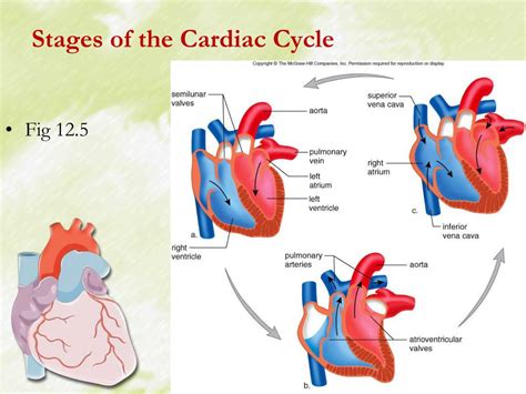 Stages Of The Cardiac Cycle