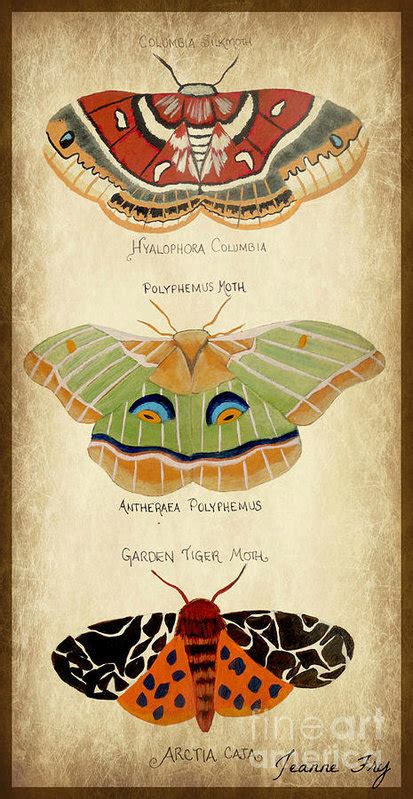 Conscious Art Studios: Luna Moth - Her Gift and Symbolism