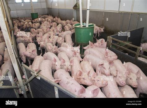 Pig Farming Growing Pigs With Automatic Feeders On Slats In Indoor