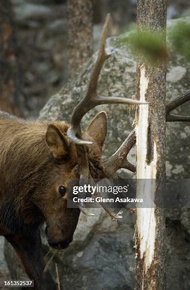 Park Co September 30 2003 A Bull Elk Rubs Its Antlers Against A