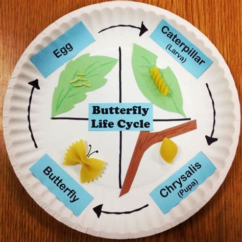 Paper Plate Life Cycle Of A Butterfly